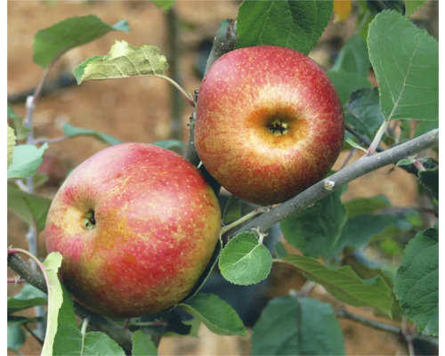 Twee rode appels aan de boom