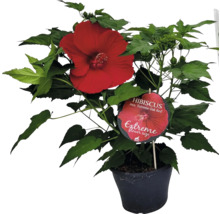 Hibiscus in pot met grote rode bloem en groene bladeren