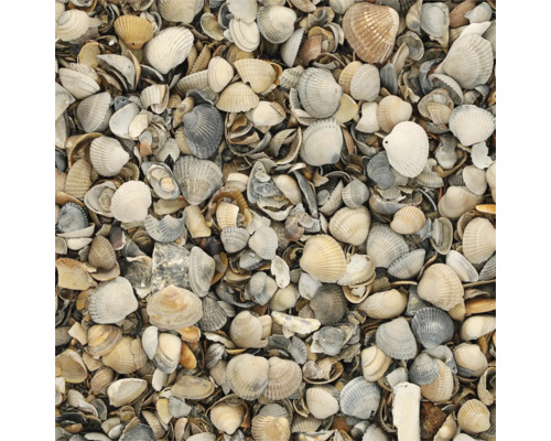 Close-up van schelpen van verschillende groottes en vormen