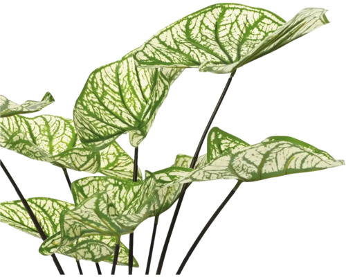 Planten met gestreepte bladeren