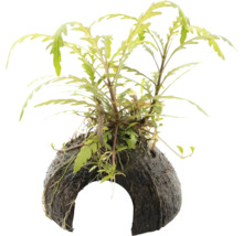 Aquariumplant op kokosnootschaal