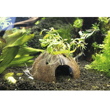 Aquariumdecoratie: kokosnoothol met planten