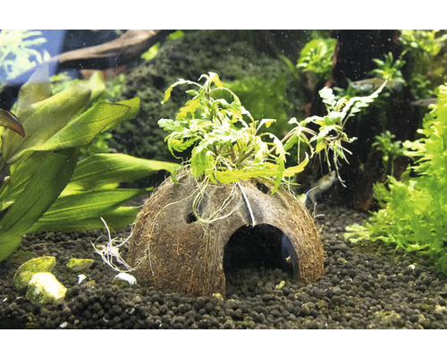 Aquariumdecoratie: kokosnoothol met planten