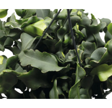 Hangplant met golvende bladeren in close-up