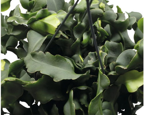 Hangplant met golvende bladeren in close-up