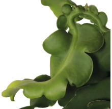 Close-up van een Epiphyllum plant met zijn karakteristieke, groene bladeren.