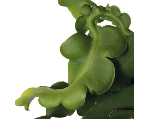 Close-up van een Epiphyllum plant met zijn karakteristieke, groene bladeren.