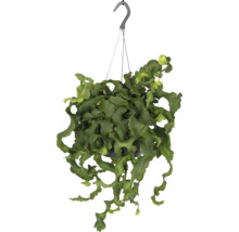 Hangplant met golvende bladeren in een pot met haak