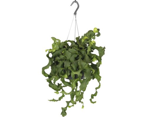 Hangplant met golvende bladeren in een pot met haak
