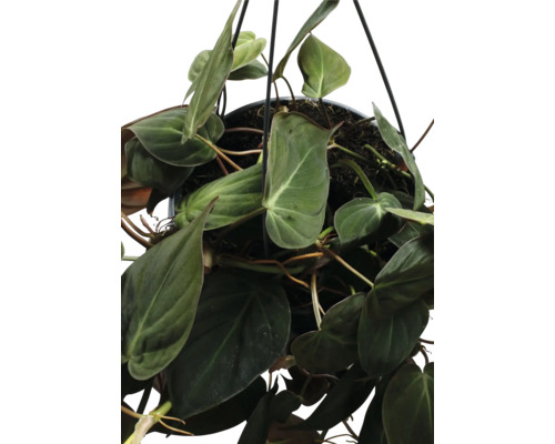 Hangplant met groene bladeren in een pot