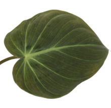 Enkel blad van een kamerplant