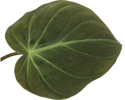 Enkel blad van een kamerplant