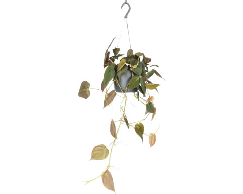 FLORASELF Hangplant Philodendron Micans potmaat Ø 17 cm H 35 cm Hangplant met groene bladeren in een pot