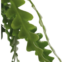 Bladeren van een zaagcactus plant
