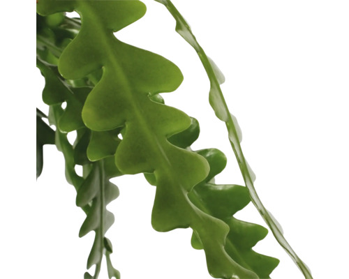 Bladeren van een zaagcactus plant