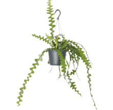 Hangplant met groene, gekartelde bladeren in pot