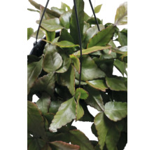 Hangplant met groene bladeren in pot