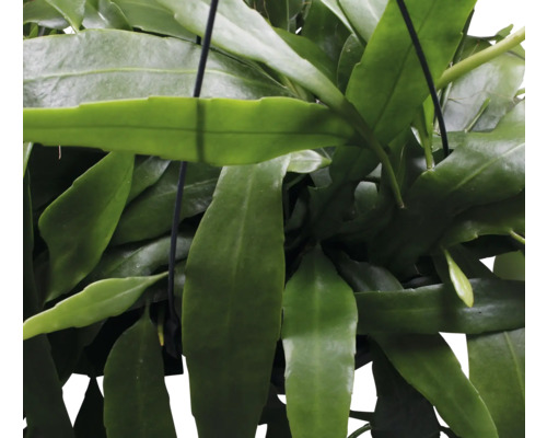 Epiphyllum bladcactus plant in pot