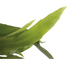 FLORASELF Hangplant Castus Epiphyllum Pumilum potmaat Ø 17 cm H 25 cm