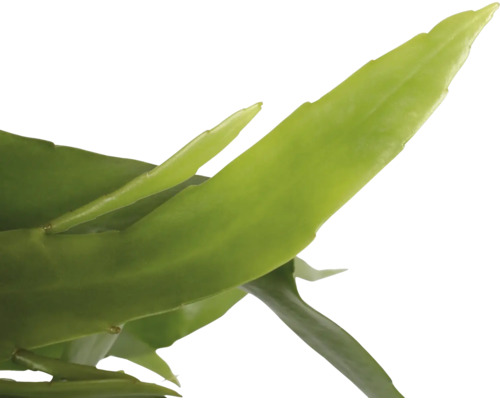 Blad van een groene plant