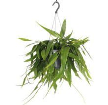 FLORASELF Hangplant Castus Epiphyllum Pumilum potmaat Ø 17 cm H 25 cm