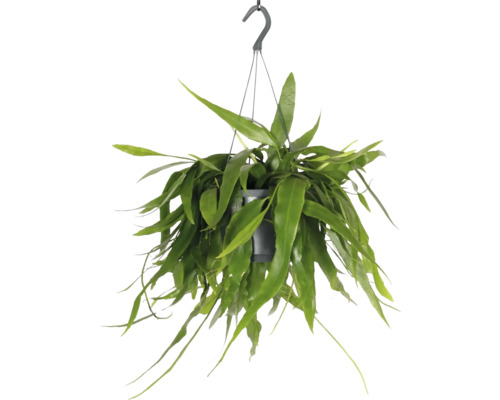 FLORASELF Hangplant Castus Epiphyllum Pumilum potmaat Ø 17 cm H 25 cm