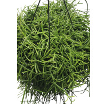 FLORASELF Hangplant Koraalcactus Rhipsalis Baccifera Oasis potmaat Ø 17 cm H 35 cm