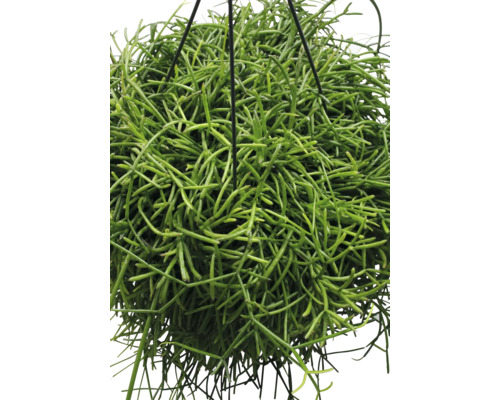 Hangplant met groene scheuten in een hangpot