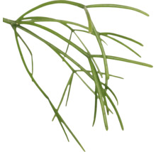 FLORASELF Hangplant Koraalcactus Rhipsalis Baccifera Oasis potmaat Ø 17 cm H 35 cm