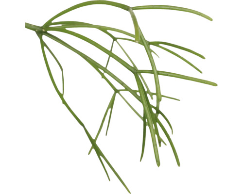 Takvormige kamerplant in detail