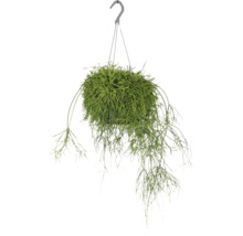 FLORASELF Hangplant Koraalcactus Rhipsalis Baccifera Oasis potmaat Ø 17 cm H 35 cm