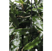 Hangplant met groene bladeren