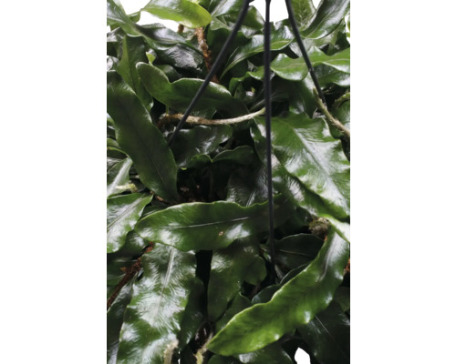 Hangplant met groene bladeren