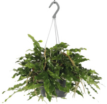 Hangplant met groene bladeren in een pot met ophangsysteem