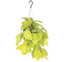 Hangplant met hartvormige bladeren in een pot met ophangsysteem