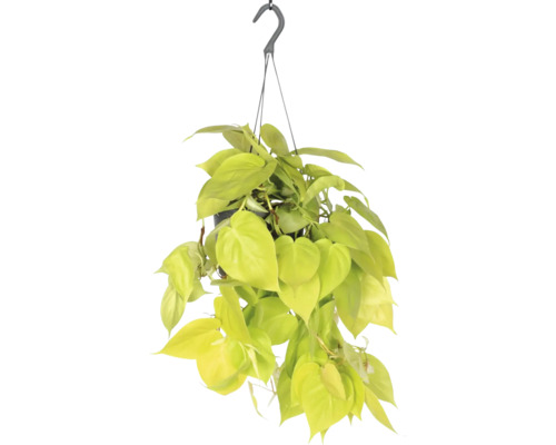 FLORASELF Hangplant Philodendron Scanden Lemon Lime potmaat Ø 17 cm H 30 cm