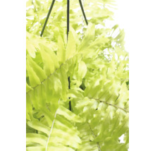Hangplant varen met groene bladeren