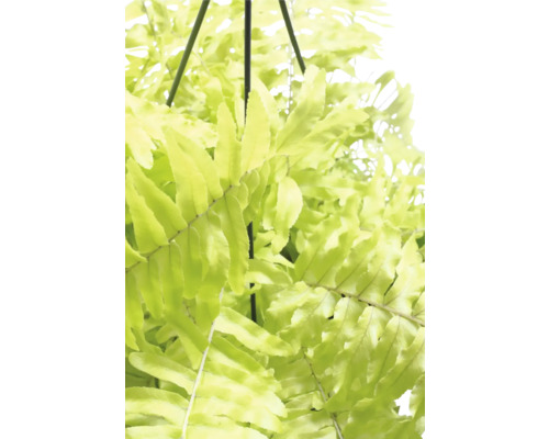 Hangplant varen met groene bladeren