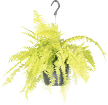 Hangplant varen in pot met haak