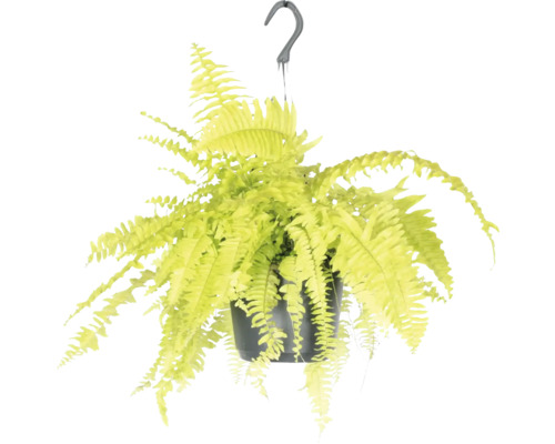 Hangplant varen in pot met haak