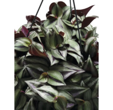 Hangplant met gestreepte bladeren