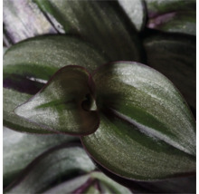 Close-up van een Tradescantia kamerplant met bladeren