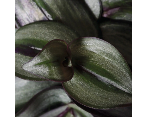 Close-up van een Tradescantia kamerplant met bladeren