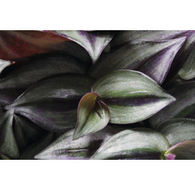 Close-up van Tradescantia-bladeren