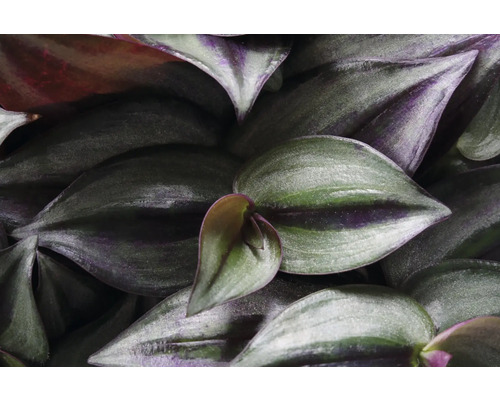 Close-up van Tradescantia-bladeren