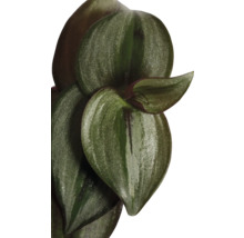 Close-up van een Tradescantia kamerplant met bladeren