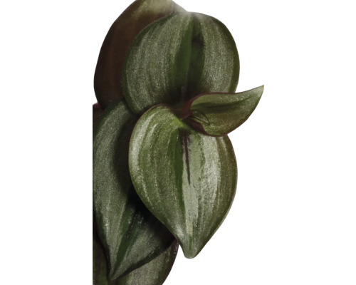 Close-up van een Tradescantia kamerplant met bladeren
