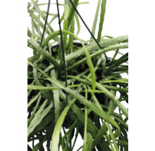 Hangplant met groene bladeren in pot