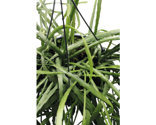 Hangplant met groene bladeren in pot