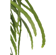 Epiphyllum plant met lange, groene scheuten.